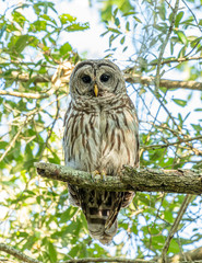 Barred owl in the wild in central Florida