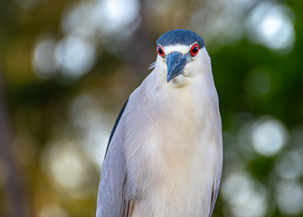 Portrait of a black crowned night heron