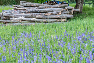 Brennholz © focus finder