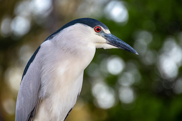 Portrait of a black crowned night heron