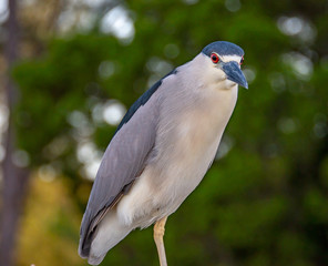 Portrait of a black crowned night heron