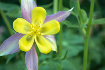 Yellow flower with pink lepistki in the garden.