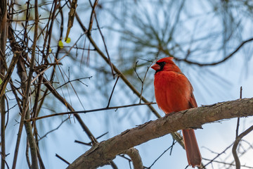 Male cardinal perched on a branch