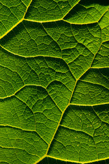 texture of green leaf
