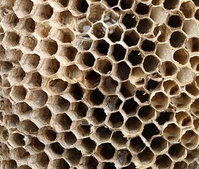 Close-up of inside of empty bee hive