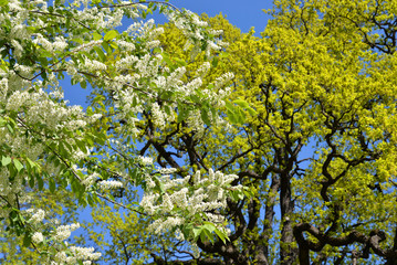 Blossoming bird cherry tree.