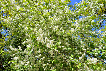Blossoming bird cherry tree.