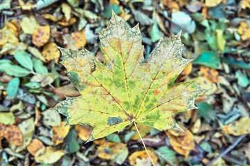 Close-up of maple leaf on autumn forest in Poland.