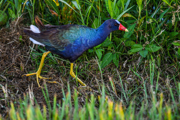 Purple gallinule walks by in the wetlands in Florida