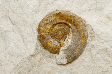 background - ammonite shell in limestone
