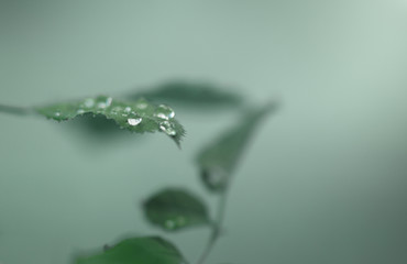Raindrops on a green leaf of wild rose on a foggy summer day, macro, soft focus, toning