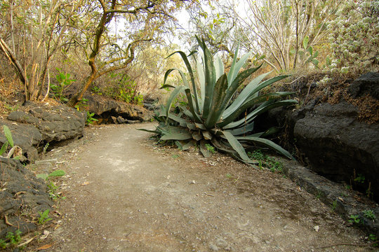 A foot path surrounded by native vegetation growing on volcanic rock at Cuicuilco Archaeological Site, located in what is today the borough of Tlalpan, Mexico City, Mexico.