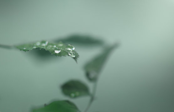 Raindrops on a green leaf of wild rose on a foggy summer day, macro, soft focus, toning