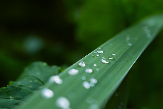 Clean raindrops on a narrow green stalk of grass on a cool summer day, macro