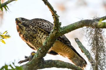 Hawk calling about with his prized breakfast