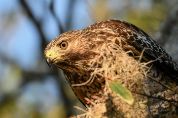 A red shouldered hawk sees an animal in the distance and is ready to fly