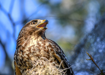 Red shouldered hawk calling to his mother