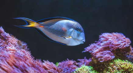 Underwater Scene. Tropical Fish Swimming.
