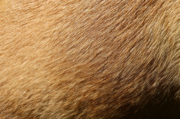 fell hund mischling kurzhaar