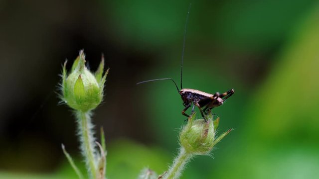 A little brown grasshopper on wild strawberry blood - (4K)