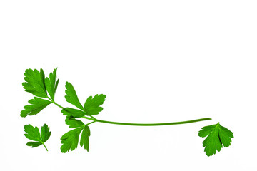 closeup of fresh organic parsley leaves isolated on white background