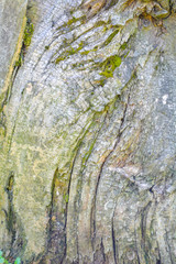 Texture of tree bark with green moss