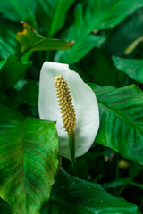 Peace Lily flower or Spathiphyllum cochlearispathum or white calla lily green leaves