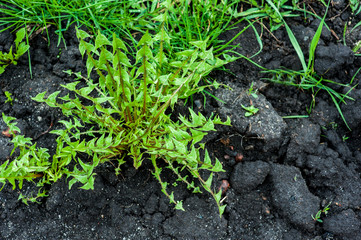 Green weeds in black dug earth
