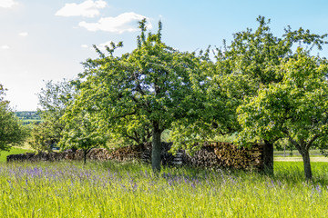 Brennholz lager im Freien © focus finder