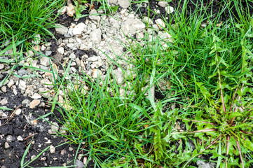 Green weeds in black dug earth