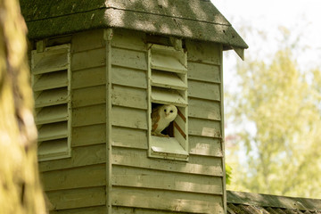 barn owl at a window shutter