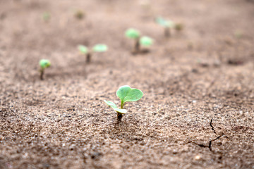 A small solitary plant with two leaves
