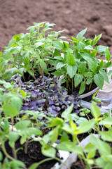 New young seedlings of different plants ready for planting in the ground