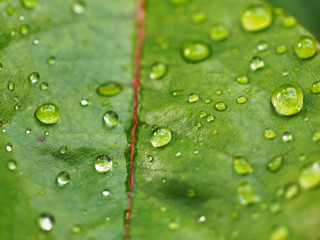Blatt einer Rose nach dem Regen 