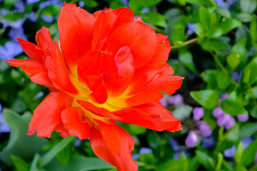 Close up of pink tulip on flowerbed in the spring garden