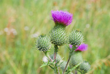 Burdock blooms large herbaceous old world plant of the daisy family