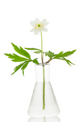 Fototapeta na wymiar Anemone ranunculoids in a glass flask on a white background