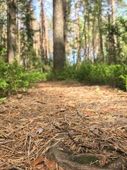 Spring forest of Belarus