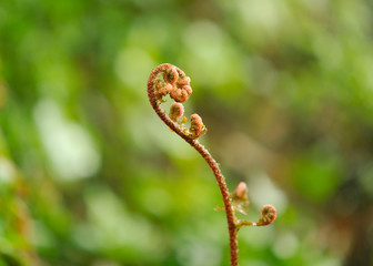 cinnamon fern frond forming on a rainy day