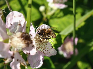 a bee sits on a white blossom, an apple blossom, its legs are full of pollen sacs,