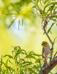 Verdin strikes a pose