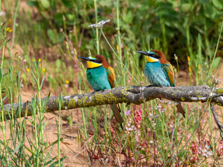 Two European Bee-Eaters against Green Plants and Sand Wall in Spring