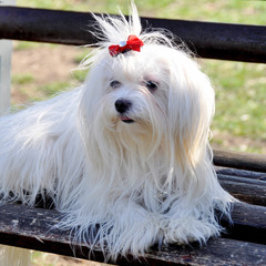 maltese dogs posing on a park bench