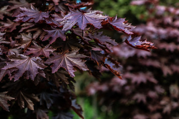 ciemne liście winorośli © Henryk Niestrój
