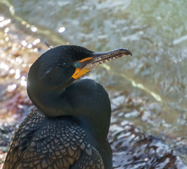 Blue eyes of a Cormorant in John's Pass, Florida