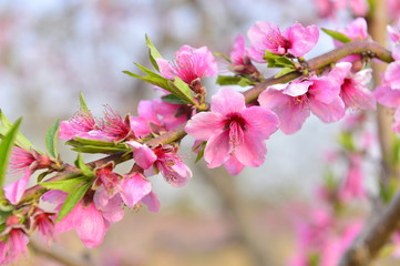 In full bloom in the peach blossom