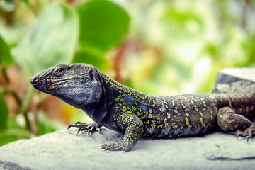 a male Lagato Canario, a lizard species, on a wall in the long side