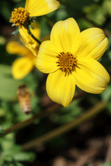 A yellow Love me not Flower 