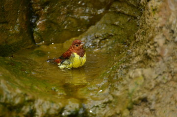 The outdoor fringillidae birds in the park