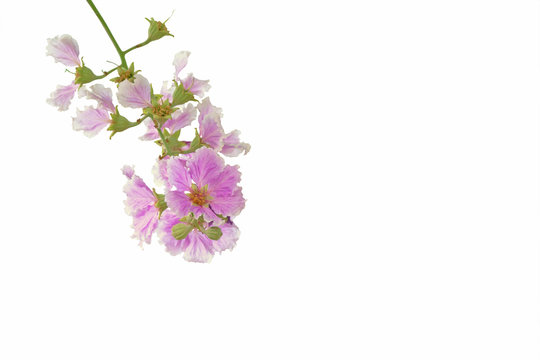 Queen's flower (Pride of India) isolated on white background with clipping path.